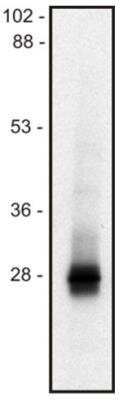 Western Blot: LIME Antibody (mLIME-05)BSA Free [NBP1-47230]