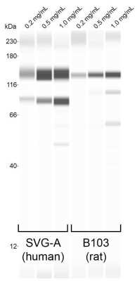 Simple Western: LIMPII/SR-B2 Antibody [NB400-129]