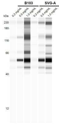 Simple Western: LIMPII/SR-B2 AntibodyBSA Free [NBP1-77326]