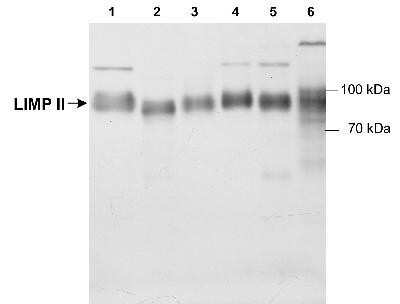 Western Blot: LIMPII/SR-B2 Antibody [NB400-129]