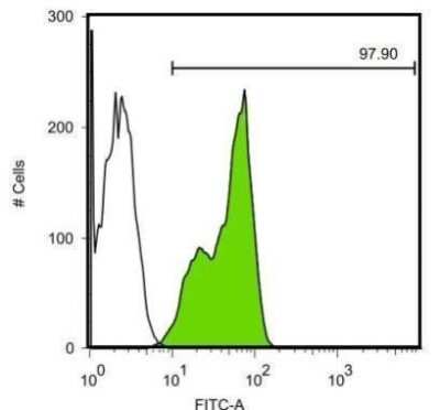 Flow Cytometry: LIN-28A Antibody (1086) [NBP2-43673]