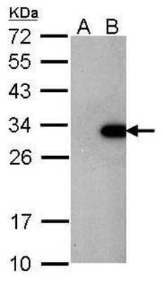 Western Blot: LIN-28A Antibody (1086) [NBP2-43673]