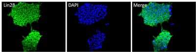 Immunocytochemistry/ Immunofluorescence: LIN-28A Antibody (14E6-4E6) [NBP2-22481]