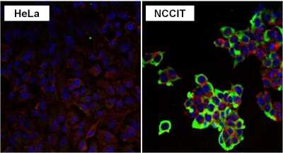 Immunocytochemistry/ Immunofluorescence: LIN-28A Antibody (14E6-4E6) [NBP2-22481]
