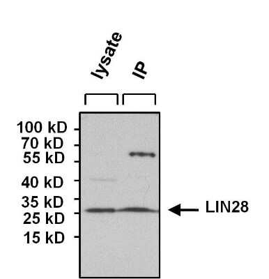 Immunoprecipitation: LIN-28A Antibody (14E6-4E6) [NBP2-22481]