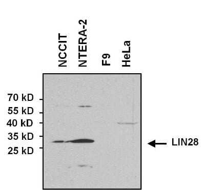 Western Blot: LIN-28A Antibody (14E6-4E6) [NBP2-22481]