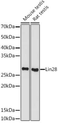 Western Blot: LIN-28A Antibody (2S1I10) [NBP3-16843]