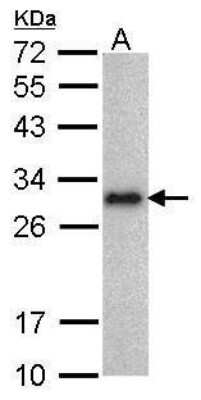 Western Blot: LIN-28A Antibody (717) [NBP2-43672]