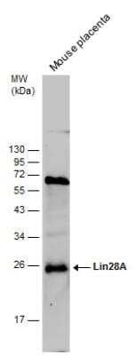 Western Blot: LIN-28A Antibody (717) [NBP2-43672]