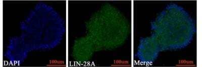 Immunocytochemistry/ Immunofluorescence: LIN-28A Antibody [NBP1-49537]