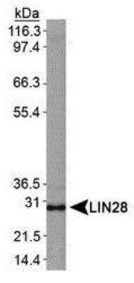 Western Blot: LIN-28A Antibody [NBP1-49537]