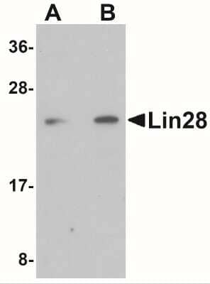 Western Blot: LIN-28A AntibodyBSA Free [NBP1-77383]