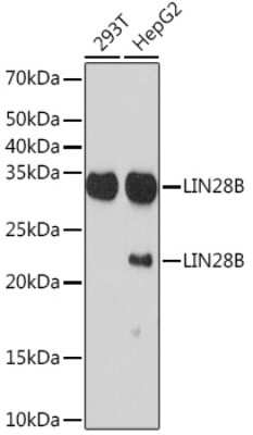 Western Blot: LIN-28B Antibody (7D7F7) [NBP3-16815]