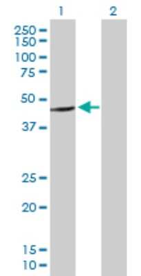 Western Blot: LIN10 Antibody [H00080262-B01P]