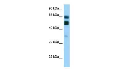 Western Blot: LIN10 Antibody [NBP2-87730]