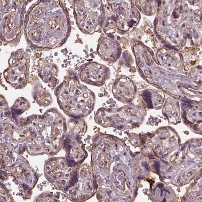 Immunohistochemistry: LIN7 Antibody [NBP2-68921]