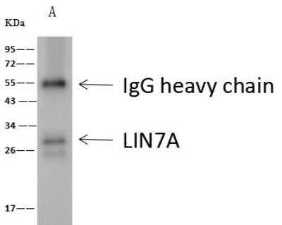 Immunoprecipitation: LIN7 Antibody [NBP2-99481]