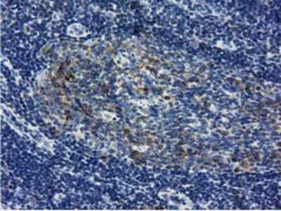 Immunohistochemistry-Paraffin: LIN7B Antibody (OTI1C9) [NBP2-02852]