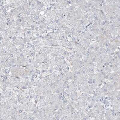 Immunohistochemistry-Paraffin: LIN9 Antibody [NBP1-80690]