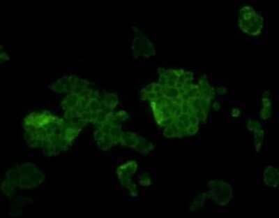 Immunocytochemistry/ Immunofluorescence: LINE-1 ORF1p Antibody [NBP2-66934]