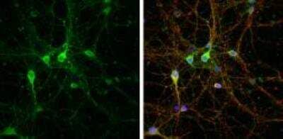 Immunocytochemistry/ Immunofluorescence: LINGO-1 Antibody [NBP2-19359]