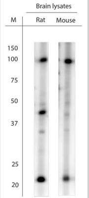 Western Blot: LINGO-1 Antibody [NBP1-46335]