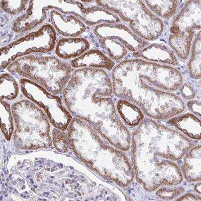 Immunohistochemistry-Paraffin: LINGO-4 Antibody [NBP2-31838]