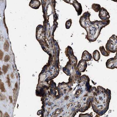 Immunohistochemistry-Paraffin: LINGO-2 Antibody [NBP1-81311]