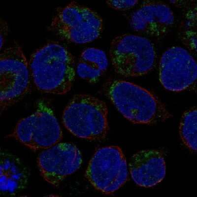 Immunocytochemistry/ Immunofluorescence: LINGO3 Antibody [NBP2-55062]