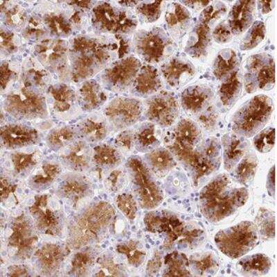Immunohistochemistry: LINGO3 Antibody [NBP2-30622]