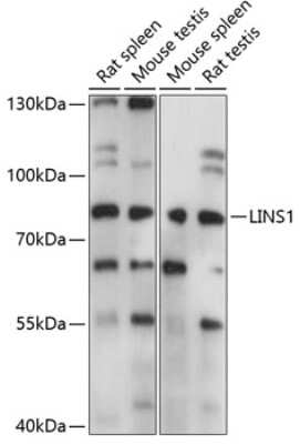 Western Blot: LINS1 AntibodyAzide and BSA Free [NBP3-03925]