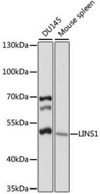 Western Blot: LINS1 AntibodyAzide and BSA Free [NBP3-05098]