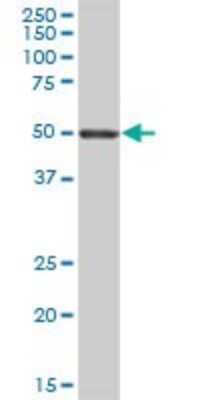 Western Blot: LIPH Antibody [H00200879-B01P]