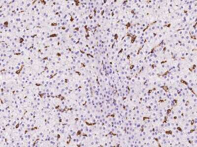 Immunohistochemistry-Paraffin: LIR-8/CD85c/LILRB5 Antibody [NBP2-97318]