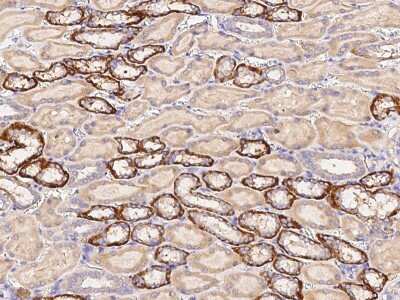 Immunohistochemistry-Paraffin: LIR-8/CD85c/LILRB5 Antibody [NBP2-98702]