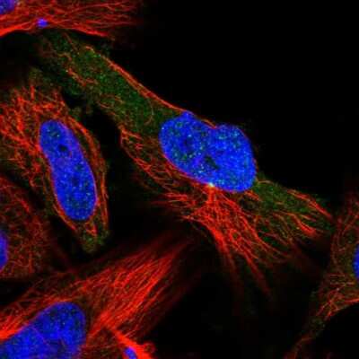 Immunocytochemistry/ Immunofluorescence: LIS1 Antibody [NBP1-87769]
