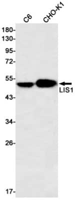 Western Blot: LIS1 Antibody (S03-2I0) [NBP3-19677]