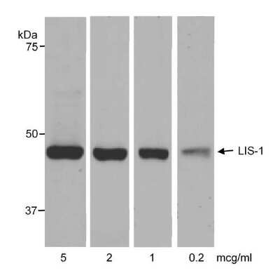 Western Blot: LIS1 Antibody [NB200-326]