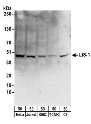 Western Blot: LIS1 Antibody [NB200-326]