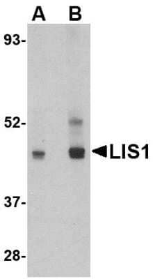 Western Blot: LIS1 AntibodyBSA Free [NBP1-76815]