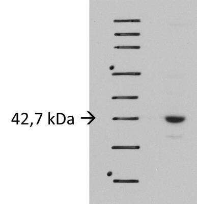 Western Blot: LIS1 Antibody [NBP1-87769]