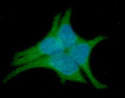 Immunocytochemistry/ Immunofluorescence: LITAF Antibody (1F9) - BSA Free [NBP1-30250]