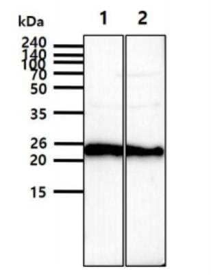 Western Blot: LITAF Antibody (1F9)BSA Free [NBP1-30250]