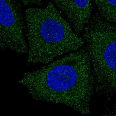 Immunocytochemistry/ Immunofluorescence: LIX1L Antibody [NBP2-57344]