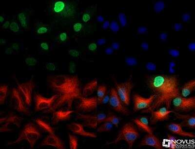 Immunocytochemistry/ Immunofluorescence: LKB1/STK11 Antibody - BSA Free [NBP2-14835]