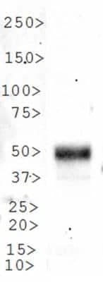 Western Blot: LKB1/STK11 AntibodyBSA Free [NBP2-14835]