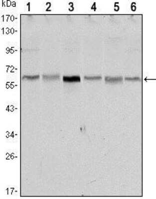 Western Blot: LKB1/STK11 Antibody (4H12)BSA Free [NBP1-51683]