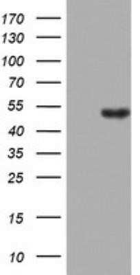 Western Blot: LKB1/STK11 Antibody (OTI0A3)Azide and BSA Free [NBP2-71300]