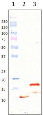 Western Blot: LL-37 Antibody (B-F57)Azide and BSA Free [NBP3-18122]