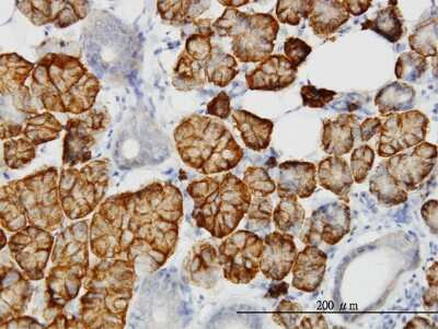 Immunohistochemistry-Paraffin: LLGL2 Antibody (4G2) [H00003993-M06]